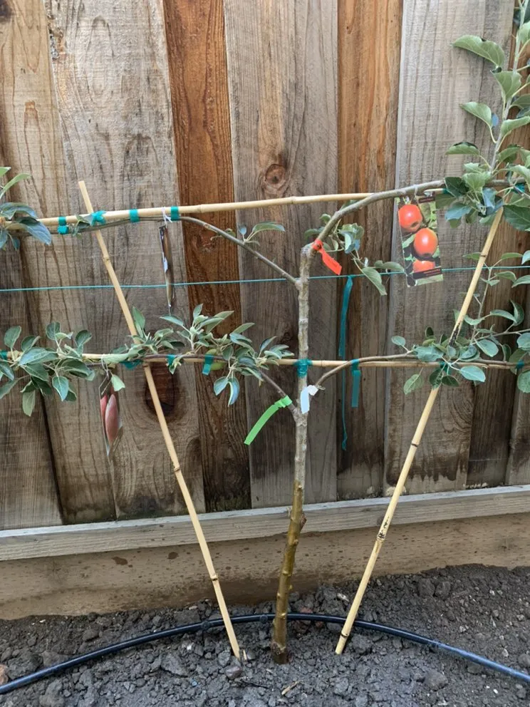 Affordable garden landscaping in Antioch, CA by Cisneros Golden landscaping