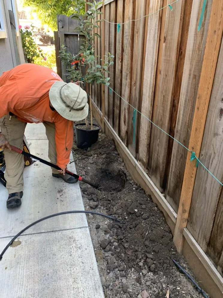 Top-rated lawn care service in Antioch, CA - Cisneros Golden landscaping