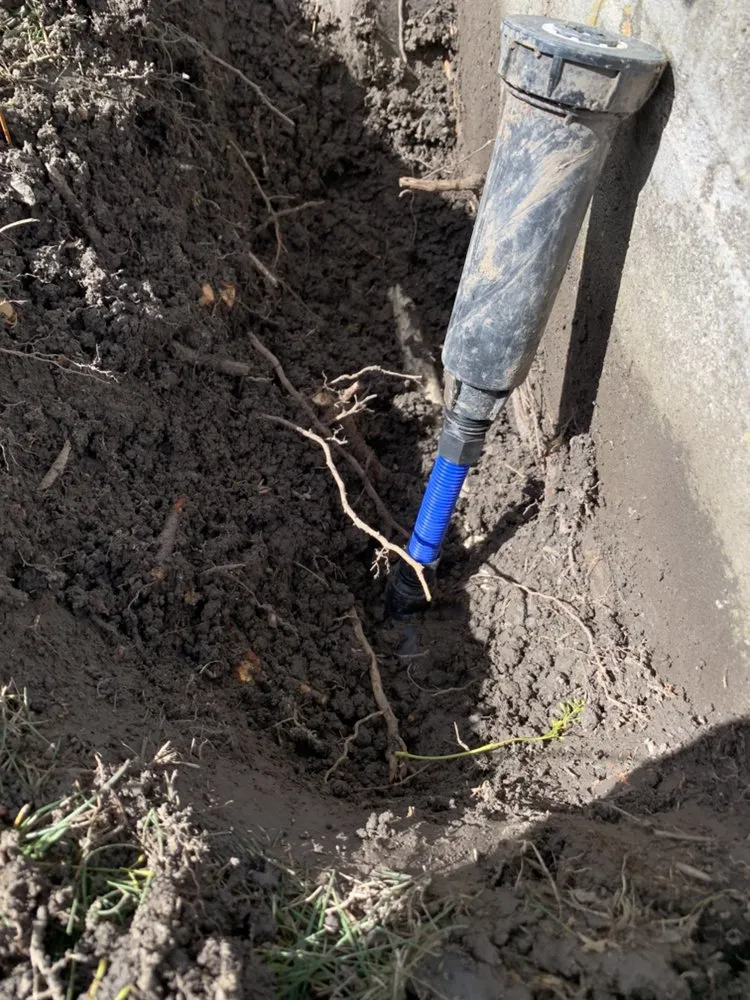 Professional lawn care service in Antioch, CA by Cisneros Golden landscaping