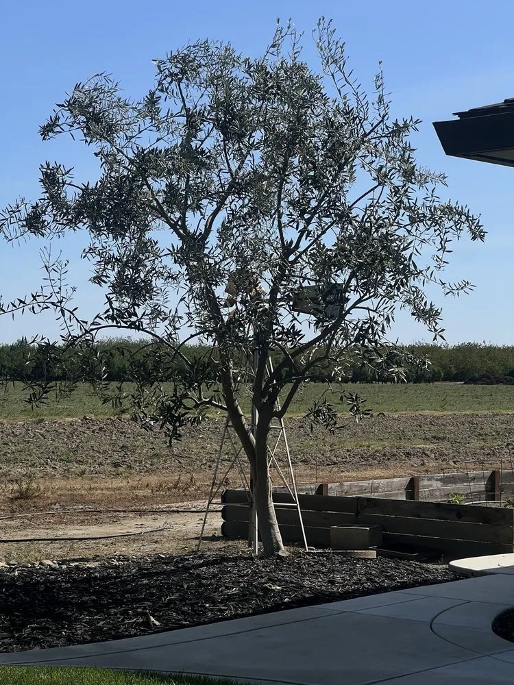 Expert landscape installation for beautiful yards across Modesto, CA - Cisneros Landscaping