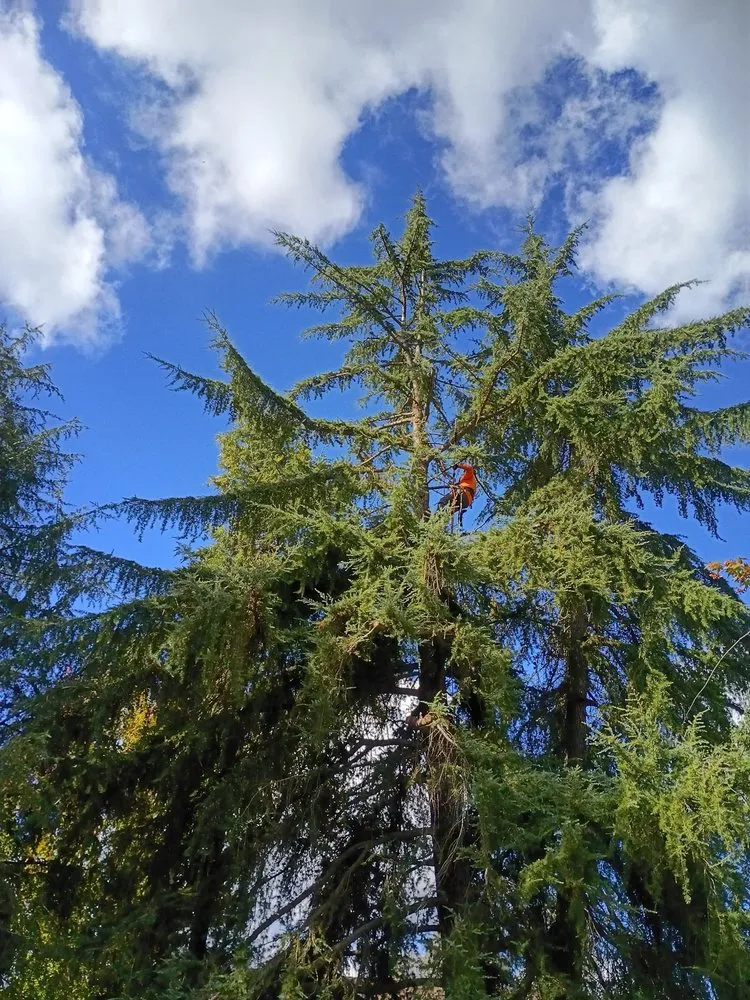 Reliable landscaping services with custom design in Modesto, CA by Cisneros Landscaping