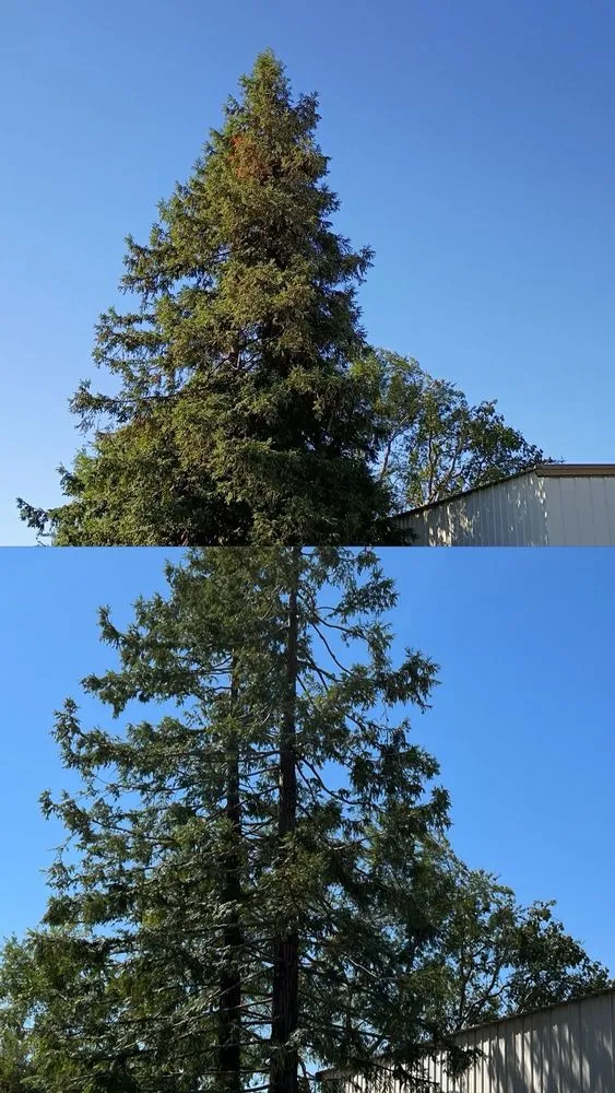 Top-rated lawn care service in Modesto, CA by Cisneros Landscaping