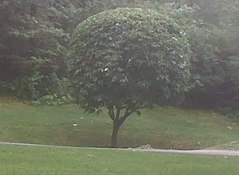 Reliable garden landscaping for residential properties in Woburn, MA by Citation Property Services