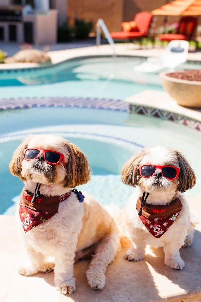 Local landscape installation experts serving Surprise, AZ - Citiscapes