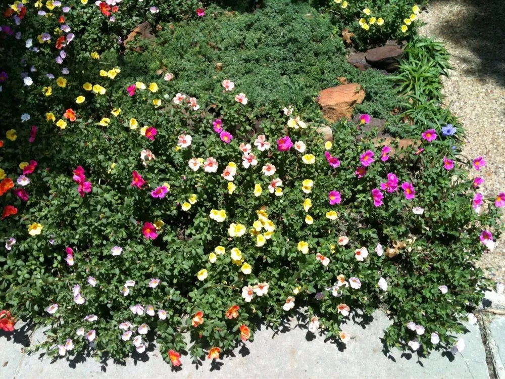 Professional outdoor landscaping with custom design in Allen, TX by CitiTurf