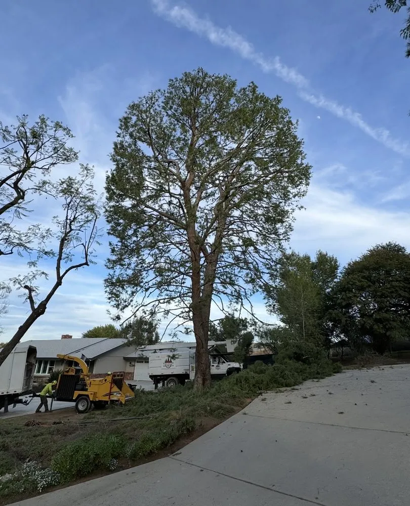 Local residential landscaping experts serving Riverside, CA - Citrus Bloom Landscape