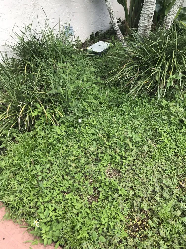 Affordable landscaping services for beautiful yards in Tampa, FL by Citrus Park Lawn Care