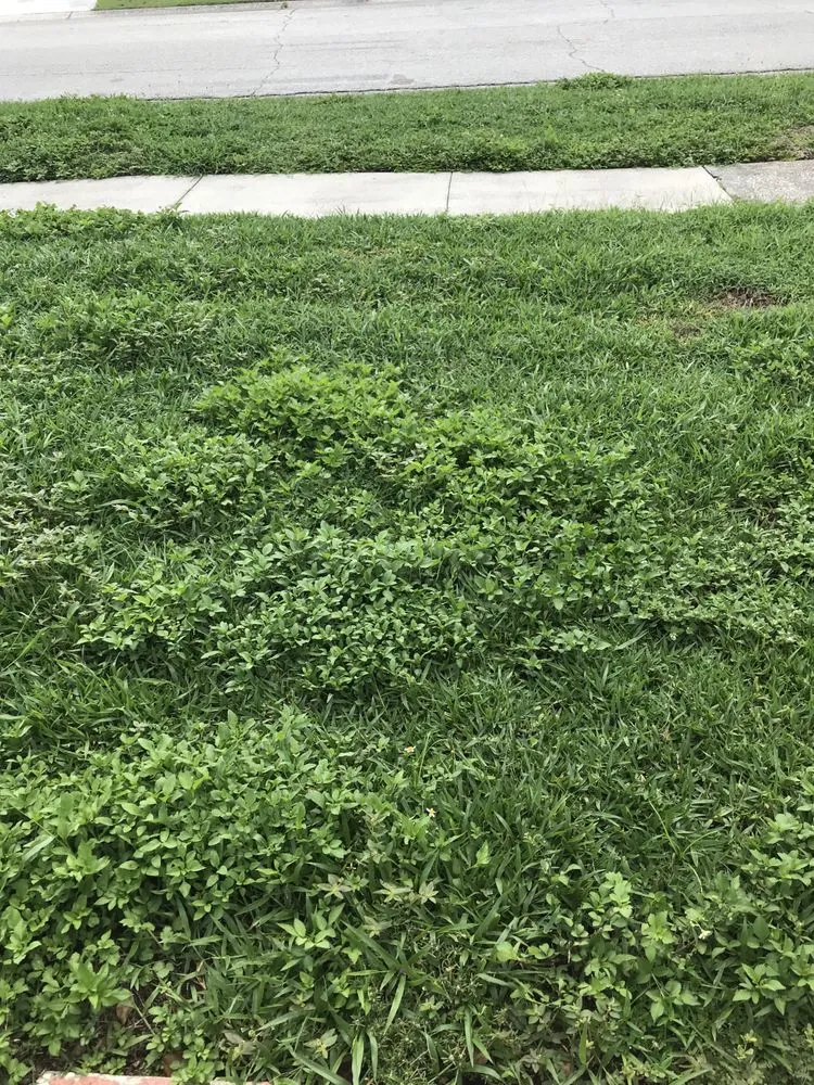 Professional yard maintenance for outdoor upgrades across Tampa, FL - Citrus Park Lawn Care