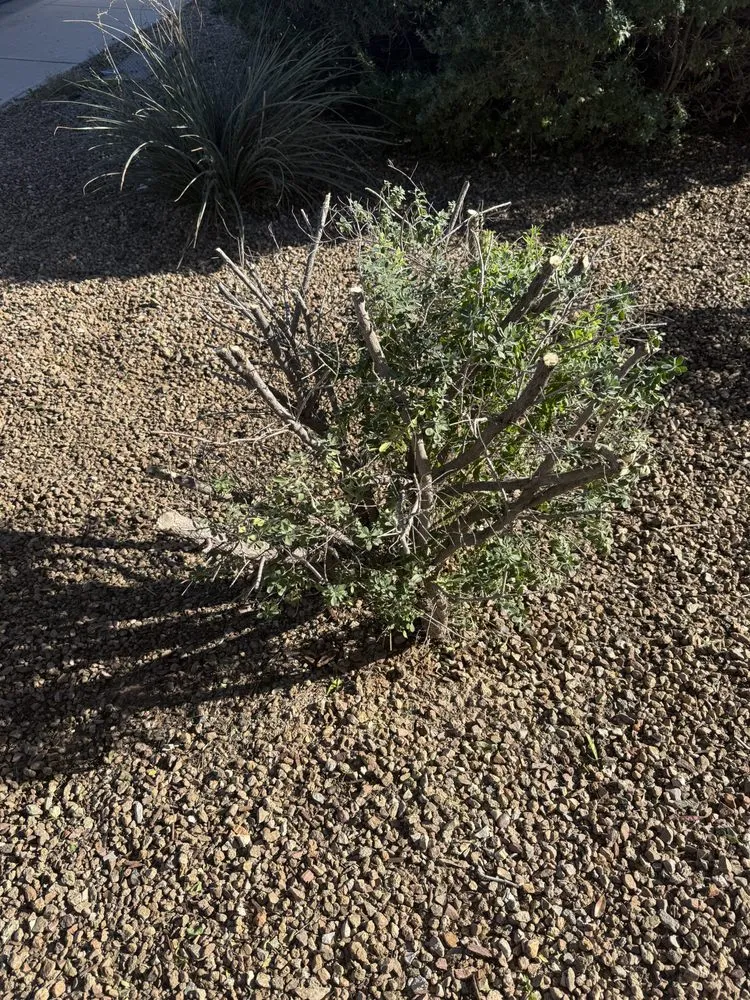 Trusted landscaping services with custom design across Glendale, AZ - City 2 City Landscaping