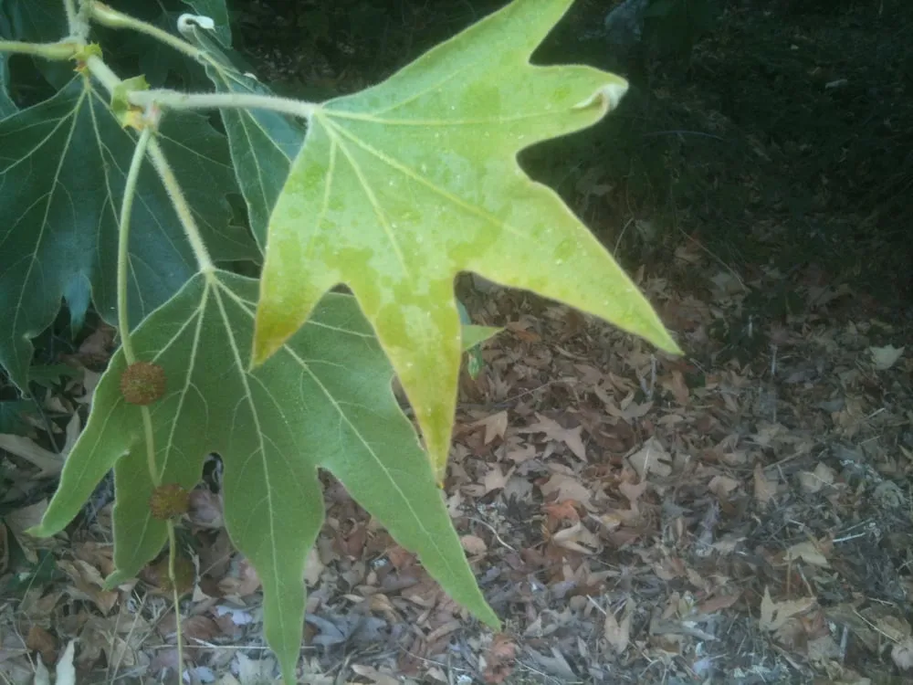 Expert landscape design experts serving Menlo Park, CA - City Arborist