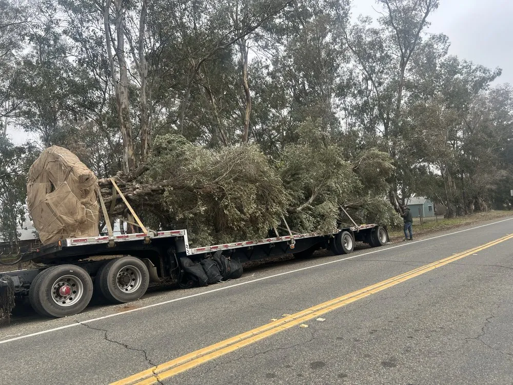 Trusted landscaping services in Stockton, CA - City Bloom Landscapes