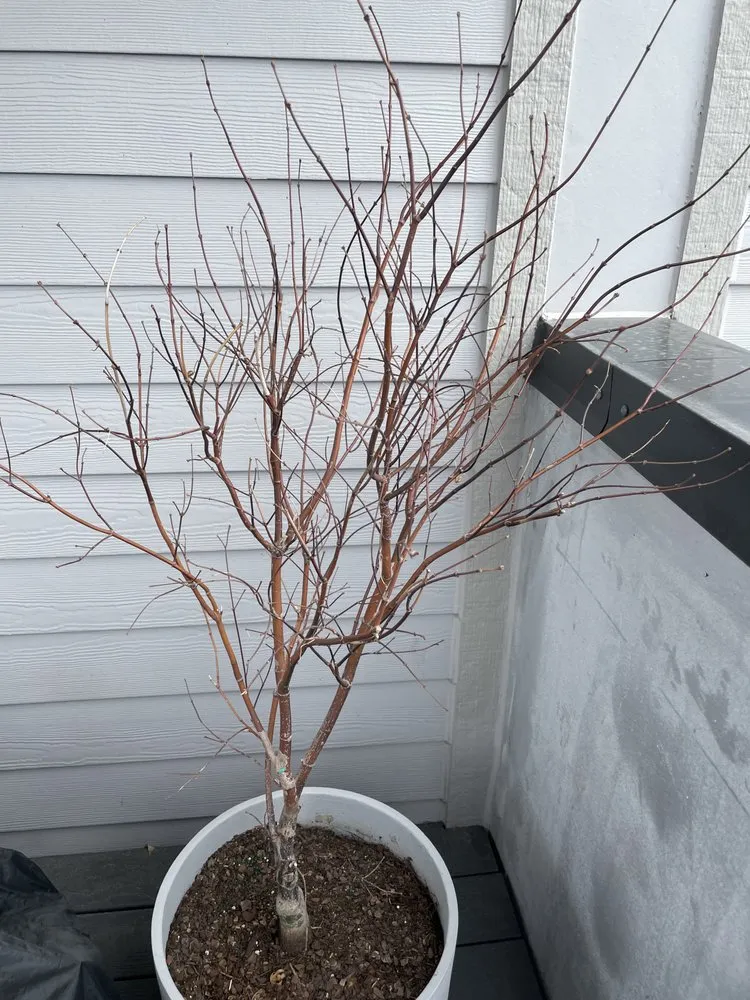 Expert yard maintenance in Chicago, IL - City Escape Garden & Design Center