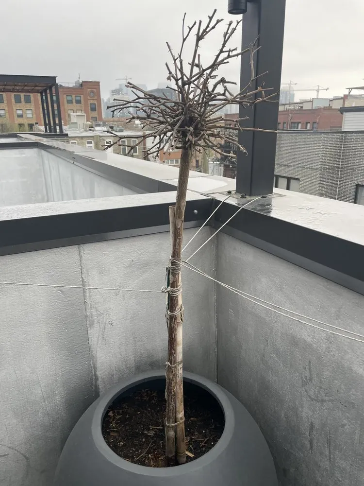 Custom landscape installation in Chicago, IL - City Escape Garden & Design Center