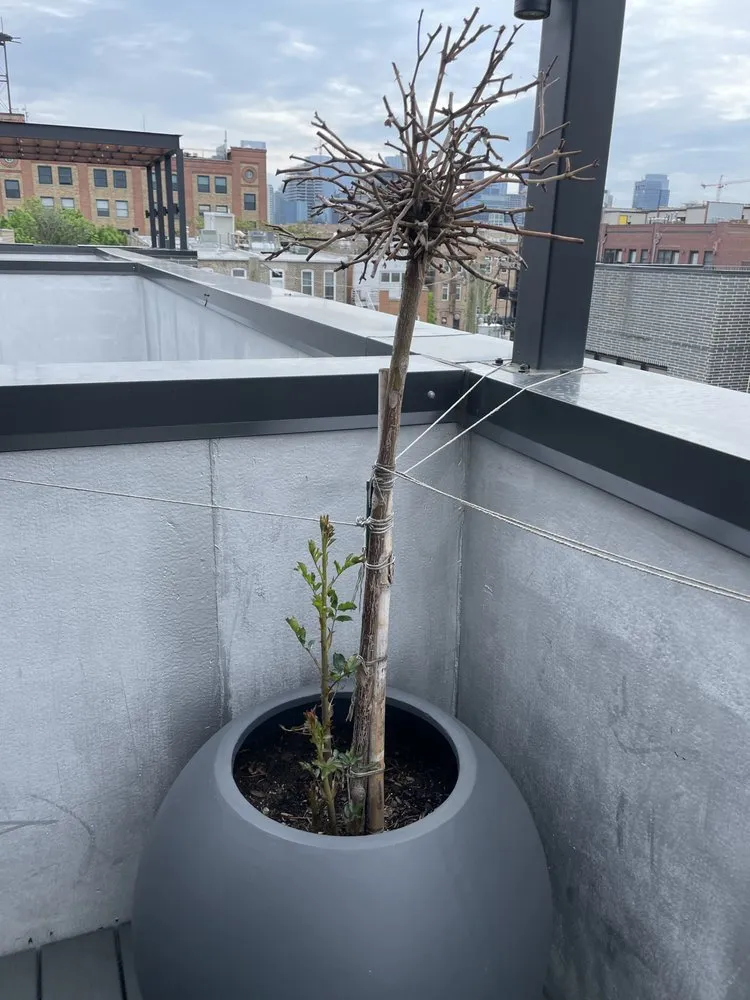 Expert garden landscaping in Chicago, IL by City Escape Garden & Design Center