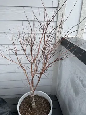 City Escape Garden & Design Center Logo