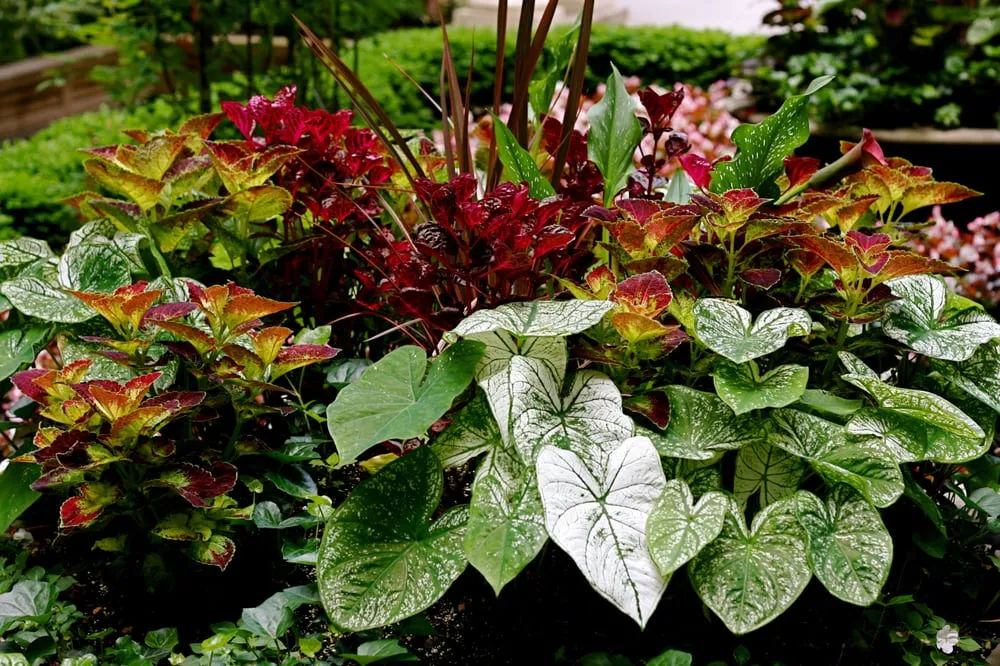 Custom landscape installation for homes across Long Island City, NY - City Gardens