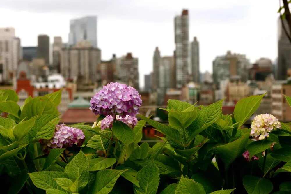 Local landscape installation experts serving Long Island City, NY - City Gardens