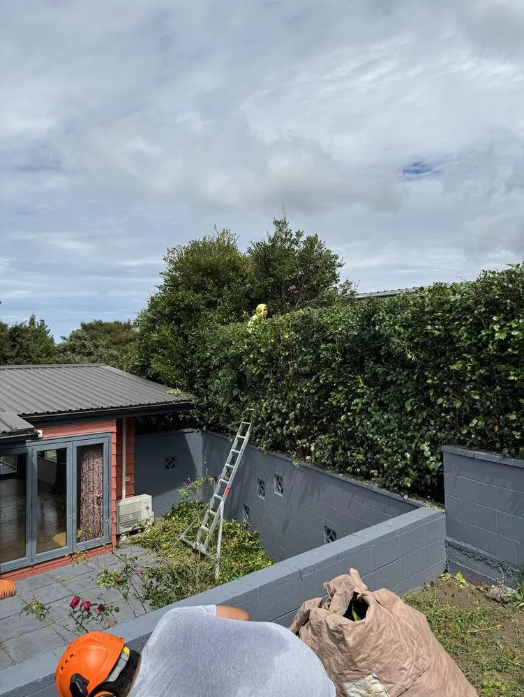 Trusted landscape installation in Ewa Beach, HI by City Green Care