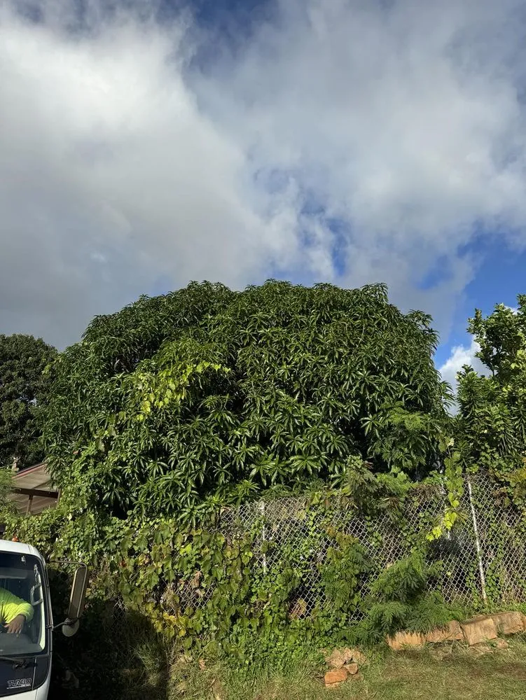 Affordable landscaping services experts serving Ewa Beach, HI - City Green Care