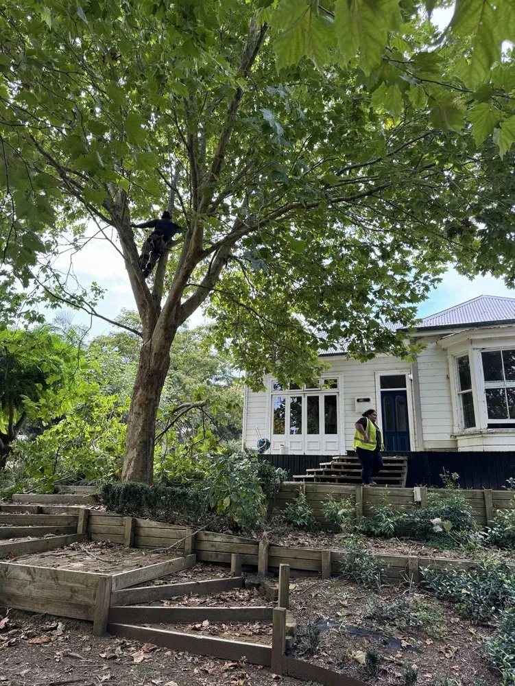 Top-rated yard maintenance experts serving Ewa Beach, HI - City Green Care