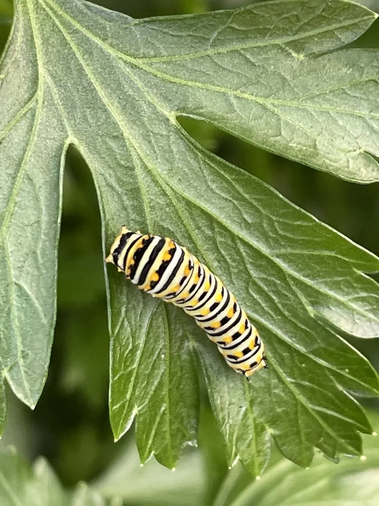 Local landscape design in Fort Myers, FL - City Green Environmental