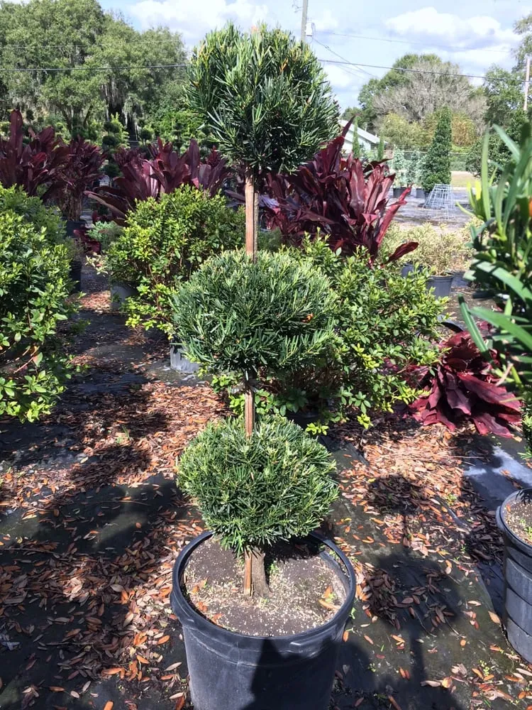 Trusted landscape installation experts serving Wesley Chapel, FL - City Living Landscaping