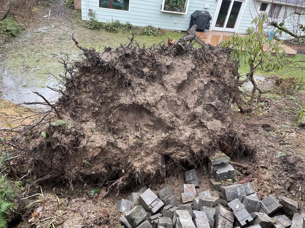 Local yard cleanup service in Beaverton, OR - City Of Roses