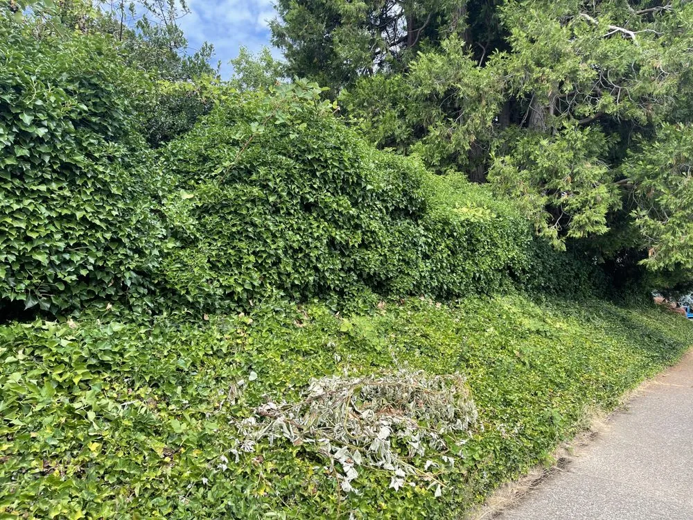 Local yard cleanup service for beautiful yards across Beaverton, OR - City Of Roses