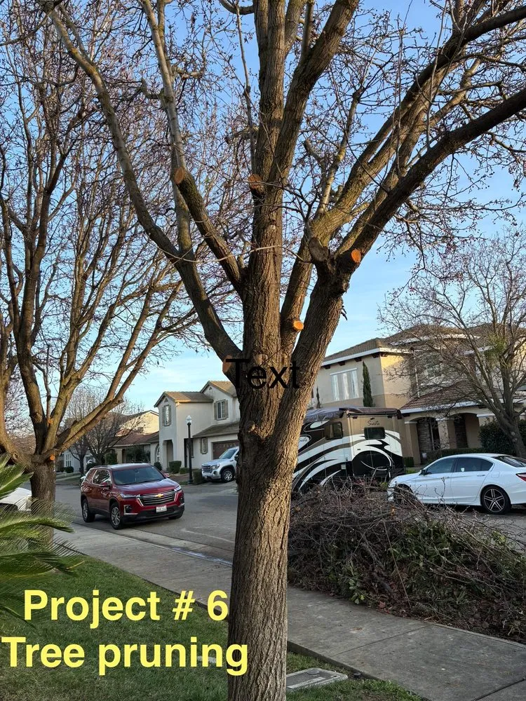 Local lawn care service for year-round maintenance across Sacramento, CA - City of Trees Landscape & Design