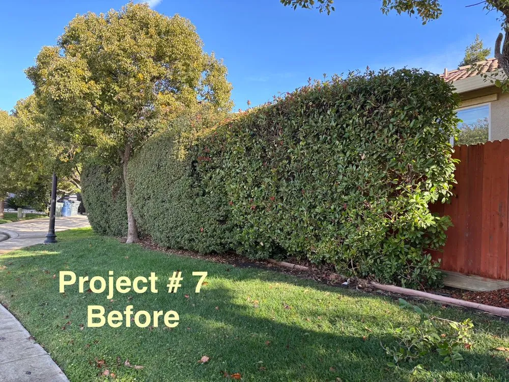 Expert landscaping services for outdoor upgrades across Sacramento, CA - City of Trees Landscape & Design