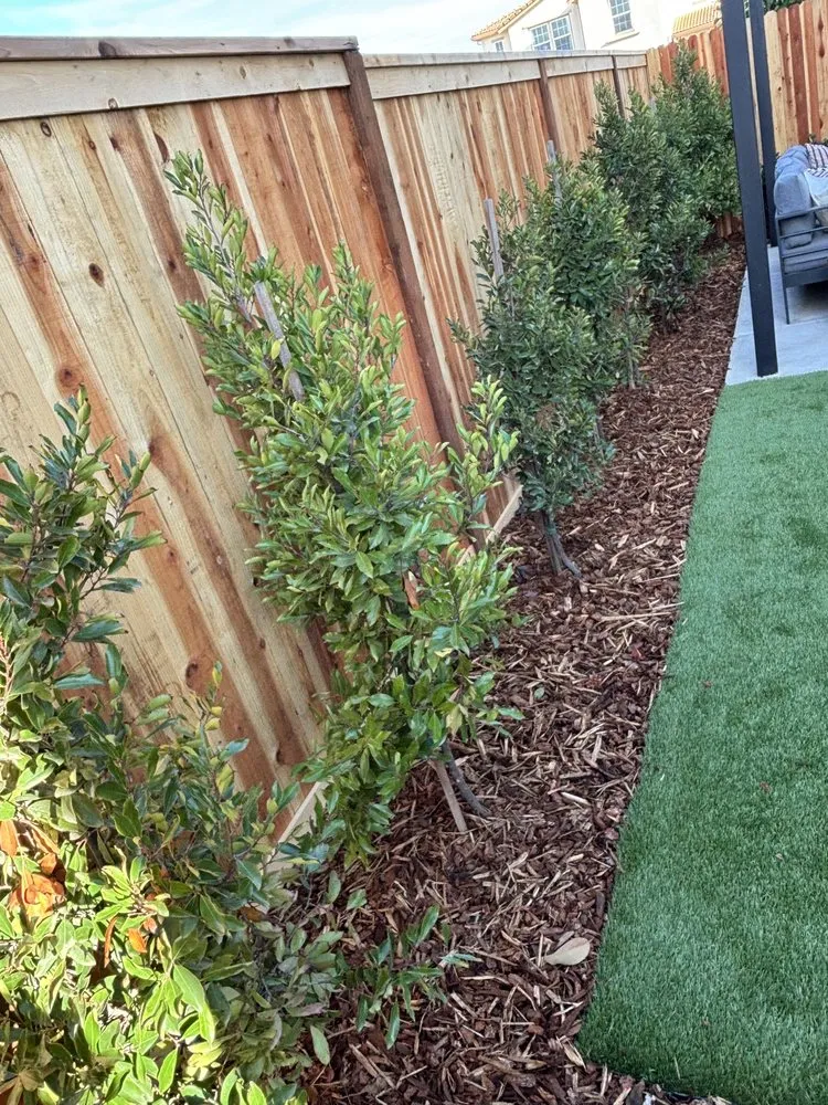 Reliable lawn mowing service experts serving Sacramento, CA - City of Trees Landscape & Design