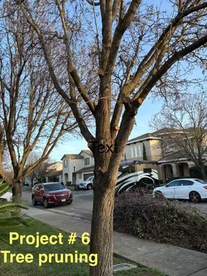 City of Trees Landscape & Design Logo