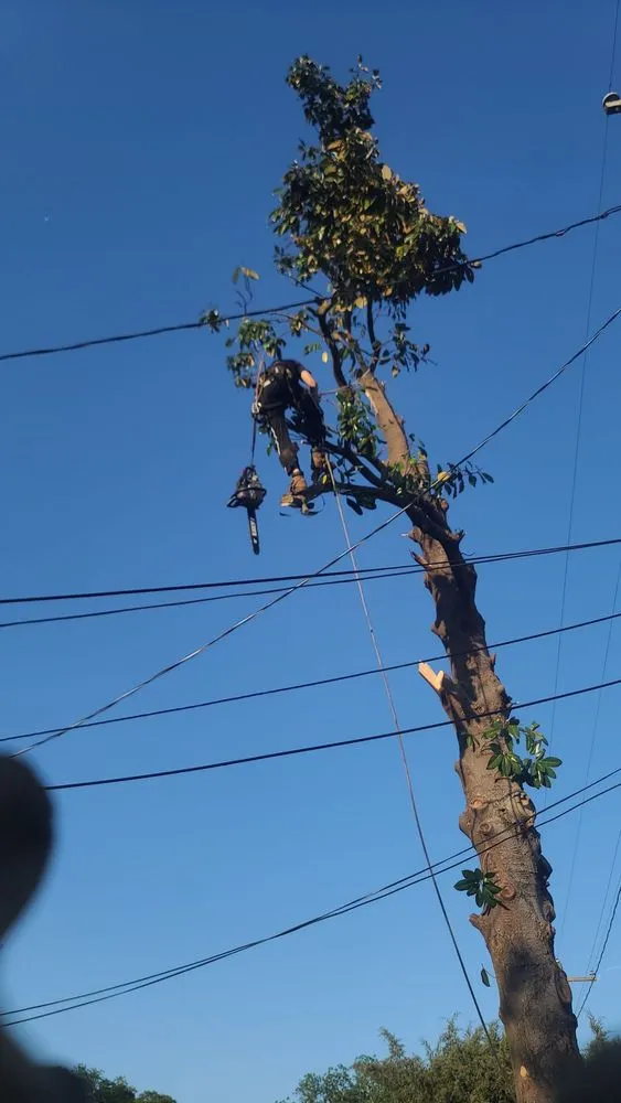 Trusted lawn care service in Swansea, SC by City One Construction