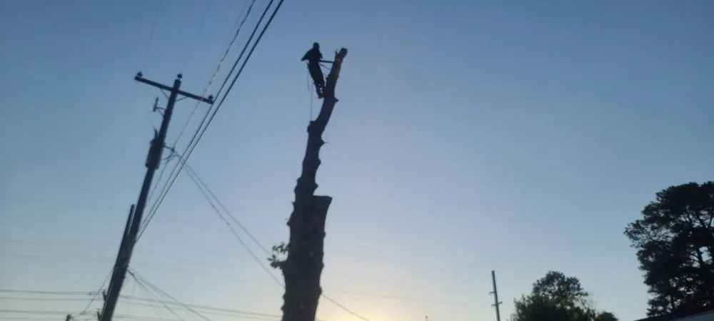 Trusted yard cleanup service in Swansea, SC - City One Construction