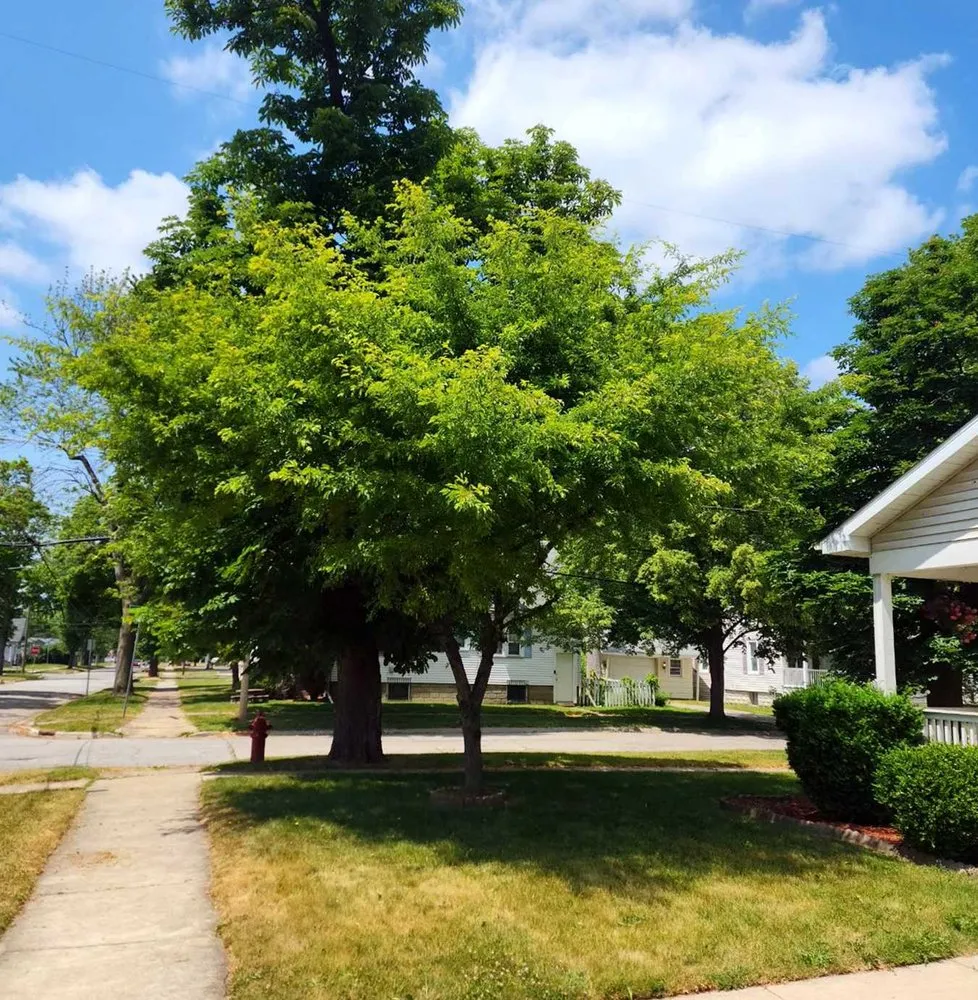 Professional lawn care service experts serving Denver, CO - City Park Lawn Care