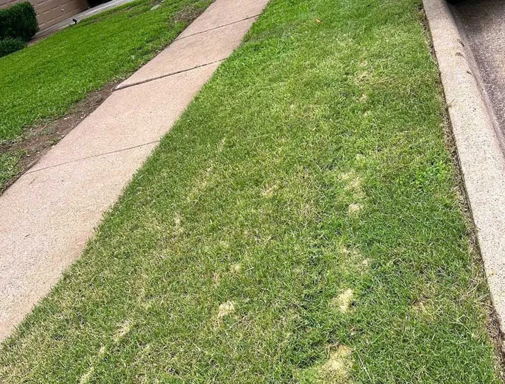 Trusted landscape installation in Denver, CO - City Park Lawn Care