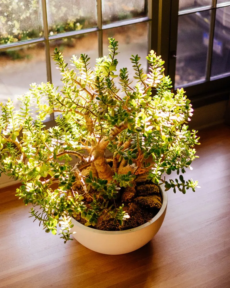 Trusted landscaping services in West Hollywood, CA by City Plants