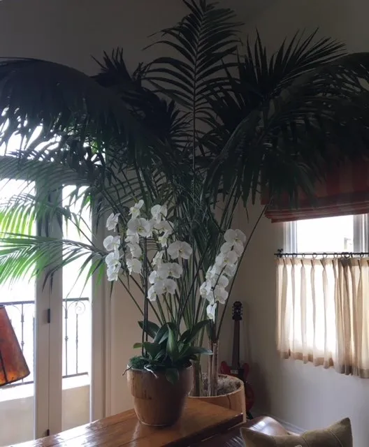 Trusted yard maintenance in West Hollywood, CA by City Plants