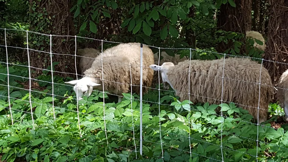 Trusted yard maintenance in Colbert, GA - City Sheep and Goat