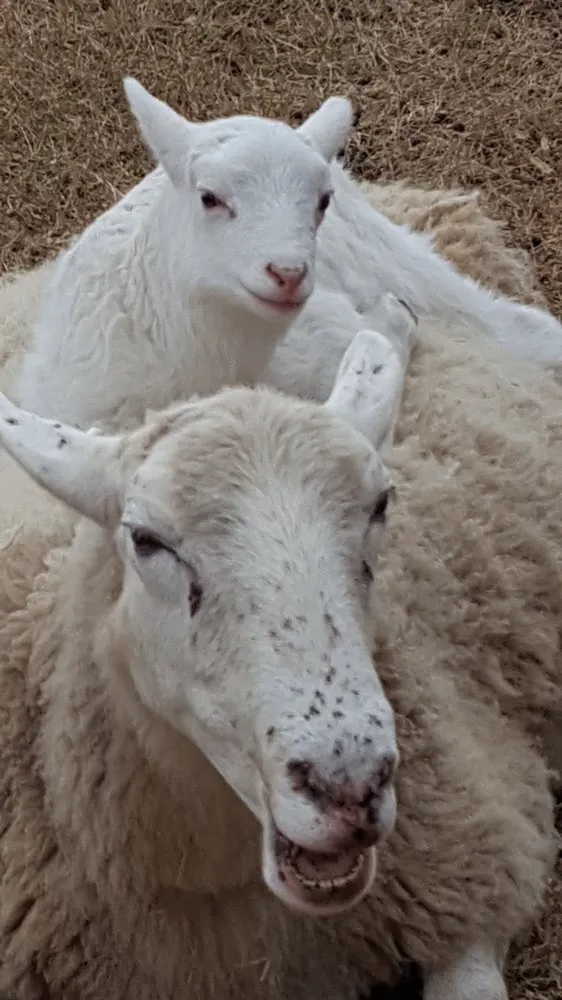 Local residential landscaping in Colbert, GA - City Sheep and Goat