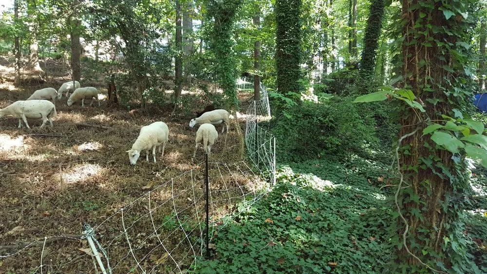 Reliable garden landscaping for residential properties in Colbert, GA by City Sheep and Goat