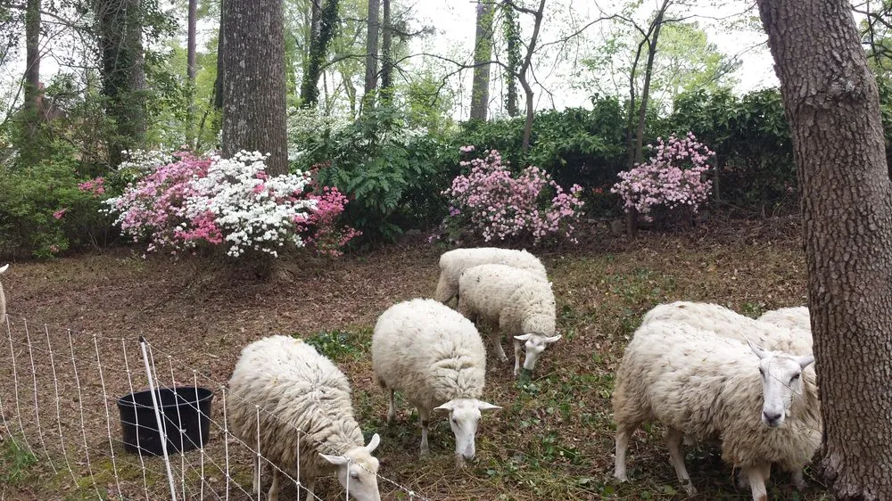 Affordable yard cleanup service for homes in Colbert, GA by City Sheep and Goat