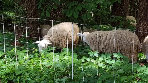 City Sheep and Goat