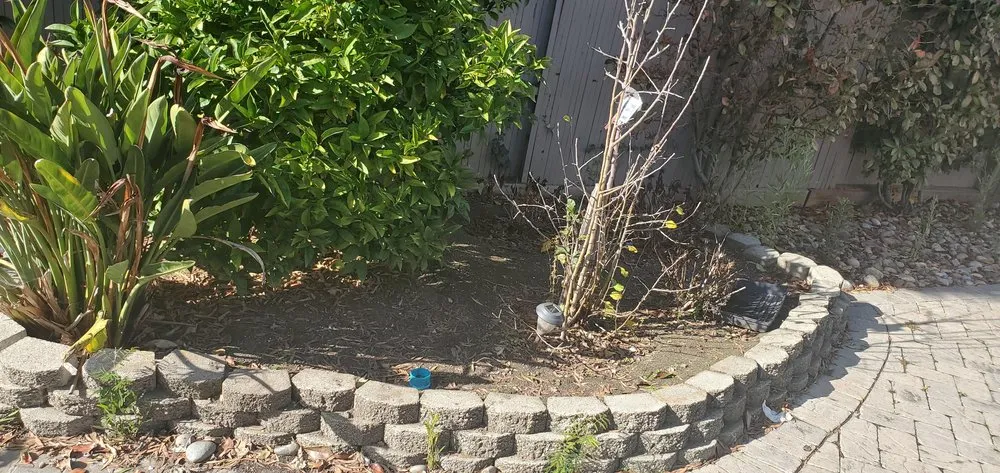 Professional yard maintenance in San Mateo, CA by City To City Gardening