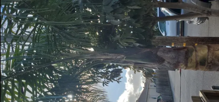 Local garden landscaping for residential properties across San Mateo, CA - City To City Gardening