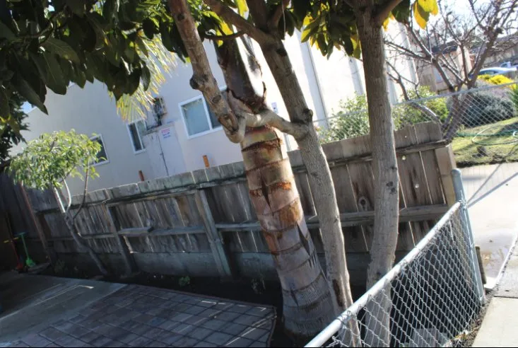 Affordable residential landscaping for outdoor upgrades across San Mateo, CA - City To City Gardening