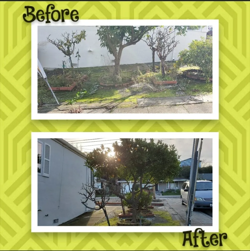 Trusted yard cleanup service for homes across San Mateo, CA - City To City Gardening
