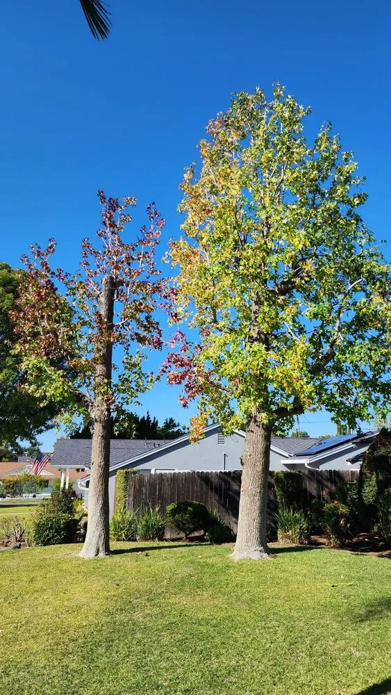 Expert garden landscaping with custom design in Fullerton, CA by City Wide Landcare