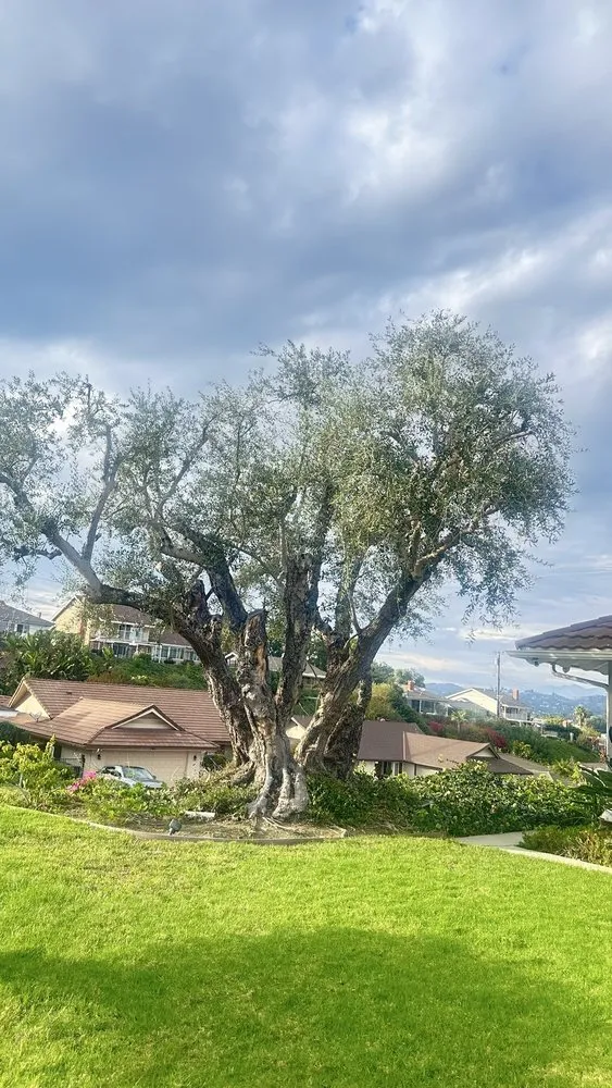 Expert garden landscaping in Fullerton, CA - City Wide Landcare