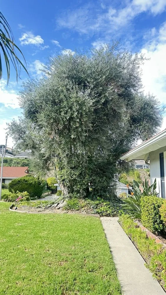 Custom outdoor landscaping in Fullerton, CA by City Wide Landcare